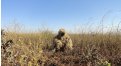 Маскировочный халат Taganrog Друид – купить по цене 3500 руб. в интернет-магазине в городе Рязань картинка 17